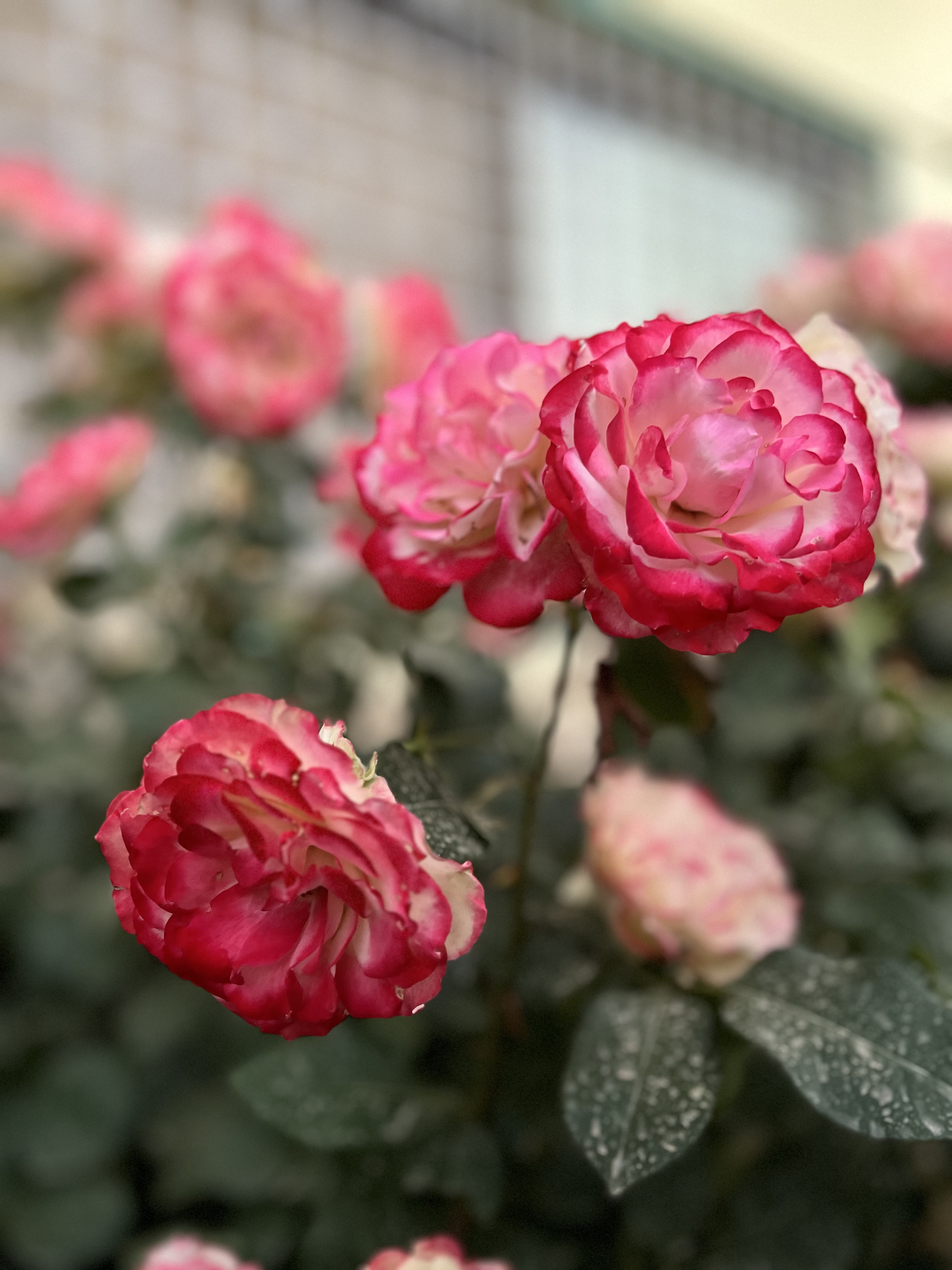 Slow living involving gazing at flowers 